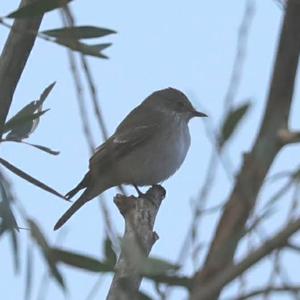 European Pied Flycatcher