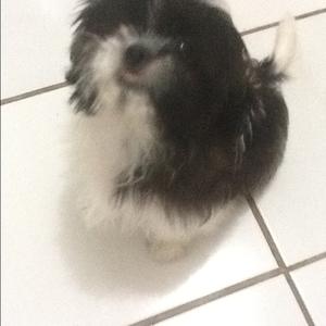 Unknown Breed