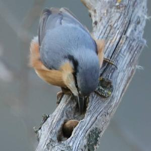 Wood Nuthatch