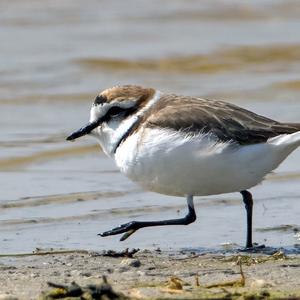 Kentish Plover