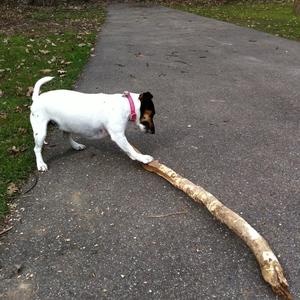 Jack Russell Terrier