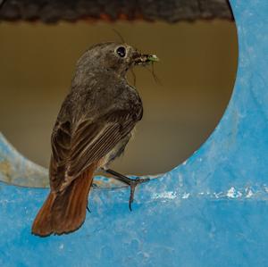 Black Redstart