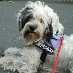 Tibetan Terrier