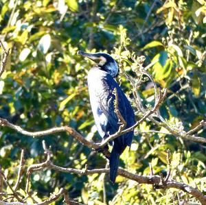 Japanese Cormorant