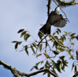 Eastern Kingbird