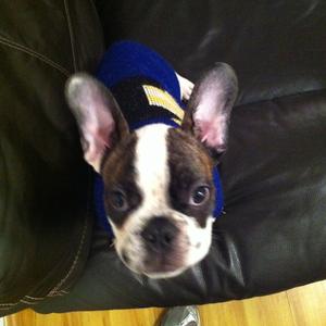 French Bulldog