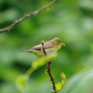 Common Whitethroat