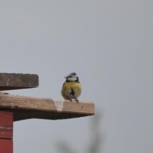 Blue Tit