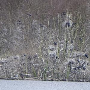 Great Cormorant