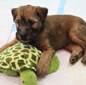 Soft Coated Wheaten Terrier