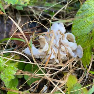 Fluted White Helvella