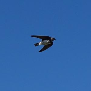 Sand Martin