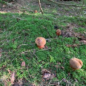 Dotted-stem Bolete