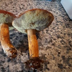 Bay Bolete