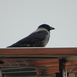 Hooded Crow