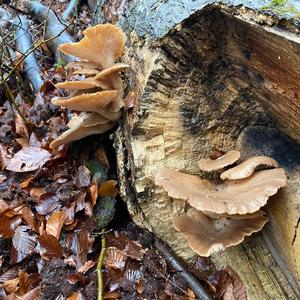 Oyster Mushroom