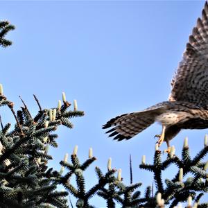 Common Kestrel