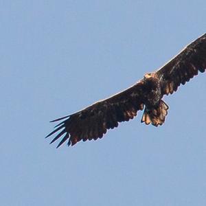 White-tailed Eagle