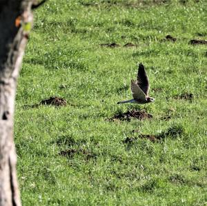 Common Kestrel