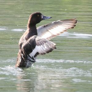 Tufted Duck