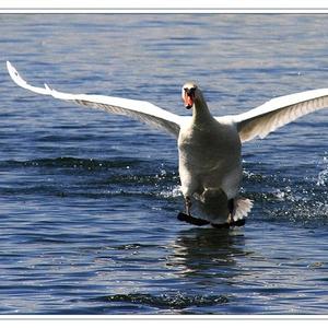 Mute Swan