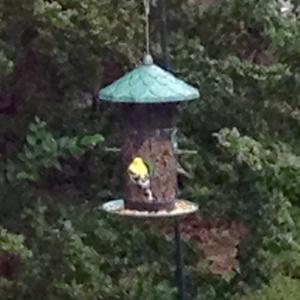 American Goldfinch