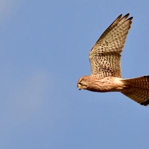 Common Kestrel