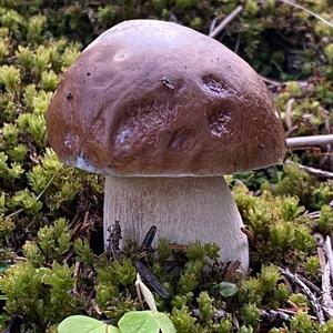 King Bolete