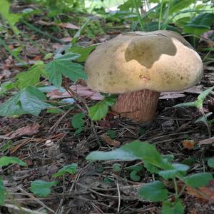 Lurid Bolete