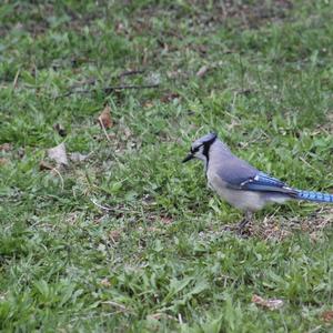 Blue Jay