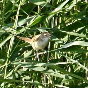 Great Reed-warbler