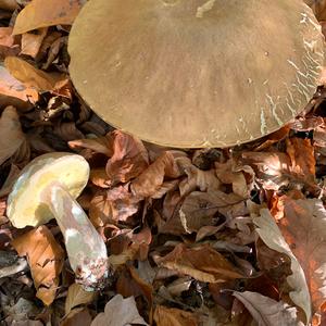 Summer Bolete