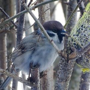 House Sparrow