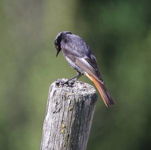 Black Redstart