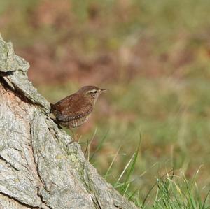 Winter Wren