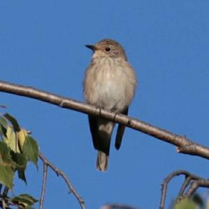 Spotted Flycatcher