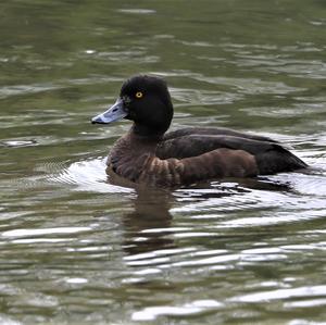 Tufted Duck