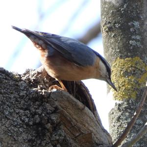 Wood Nuthatch