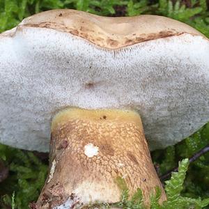 Bitter Bolete