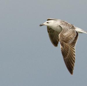 Great Black-backed Gull