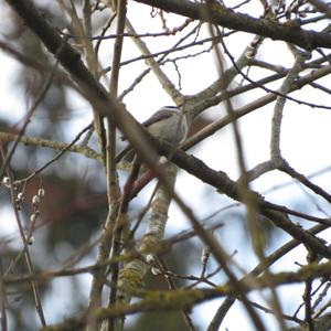 Marsh Tit