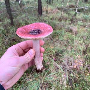 Emetic Russula