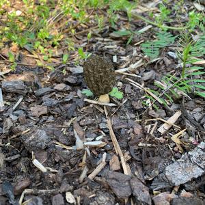 Black Morel