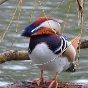 Mandarin Duck