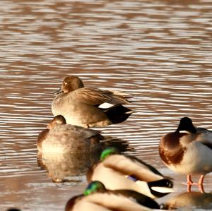 Gadwall