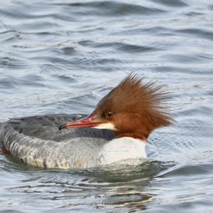 Common Merganser