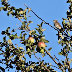 Red-backed Shrike