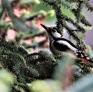 Great Spotted Woodpecker