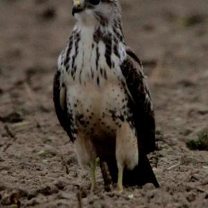 Common Buzzard