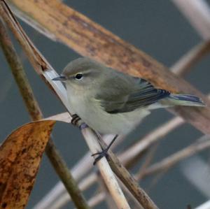 Common Chiffchaff